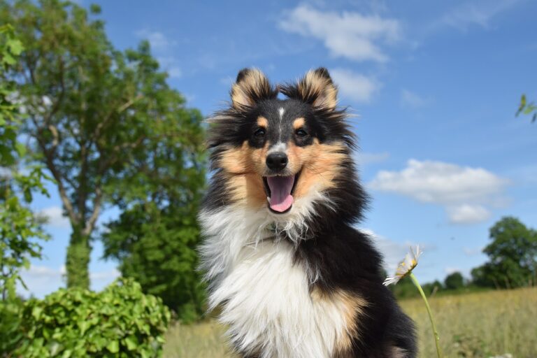 patée chien